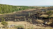 Tokat'ta Ekili Arazi Yangını