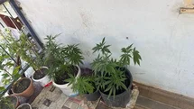 Çorum’da Kenevir Operasyonu Yapıldı