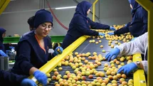 Malatya'da Yaş Kayısı Hasadı Sürüyor