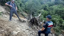 Bilecik'te Ağaç Yangını Paniğe Neden Oldu