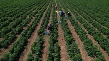 Torbalı'da Biber Yarışı Çağrısı
