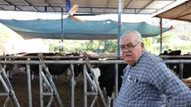 Aydın’da çöl sıcakları inekleri strese soktu; ahırlar vantilatör ile serinletiliyor