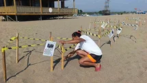 Manavgat'ta Caretta Caretta Yavrularına Koruma Nöbeti