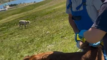 Aydıntepe Yaylası'nda Buzağı Aşılama Çalışması