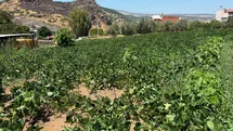 Menemen'de Su Sorunu Çözüldü