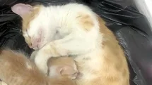 Anne kedi yavrularıyla Sosyal Yardımlaşma Vakfı’na sığındı