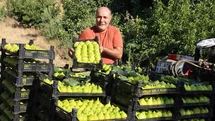 Manisa'da Yediveren İnciri Hasadı
