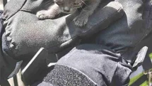 Kayseri'de İtfaiye Ekipleri 6 Kedi Kurtardı