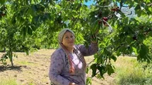 Andırın'da Çığşar Kirazı Hasadı Başladı
