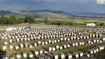 Ordulu arıcılardan ülke ekonomisine 7 milyar TL’lik katkı