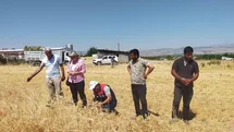 Malatya'da 500 Ton Nohut Hasadı Bekleniyor