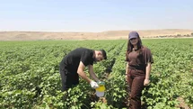 Cizre'de Pamuk Tarlalarına Koruma Önlemi