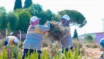 Didim'de Lavanta Hasadı Yapıldı