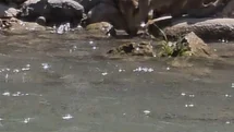 Tunceli’de Dağ Keçileri Görüntülendi