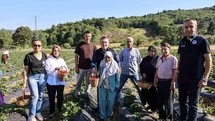 Bilecik'te Çilek Hasadı Etkinliği