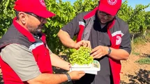 Manisa'da Üzüm Rekolte Çalışmaları Başladı