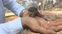 Muğla'da Alevlerden Kurtarılan Kediye Yardım Eli Uzandı