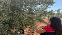 Şırnak'ta Zeytin Bahçelerinde Hasar Tespiti