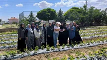 Afyonkarahisar'da İlk Çilek Hasadı Yapıldı