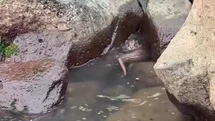 Ordu'da Su Samuru Avlanıyor