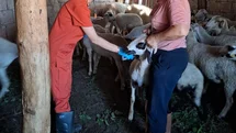 Denizli'de Küçükbaş Hayvan Aşılama Çalışmaları