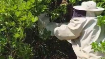 Bingöl'de Binlerce Arı Meşe Ağacına Oğul Verdi