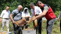 Coğrafi işaretli Salıpazarı kestane balında hasat başladı