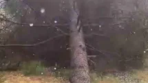 Tokat'ta Fırtına Ağaçları Devirerek Zarar Verdi