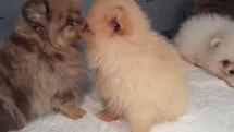 Kapıkule'de Kaçak Köpek Ele Geçirildi