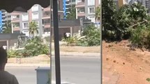 Mezitli Soli’de Ağaç Katliamı İddiası! Belediyeye Ait Alandaki Ağacı Parçalayıp Söktüler