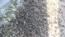 Doğu Karadeniz'de İstilacı Böcek Tehdidi
