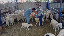 Köşk'te Küçükbaş Hayvan Kayıtları Devam Ediyor