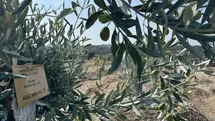 Milas'ta Zeytin Ağaçları Yeniden Meyve Verdi