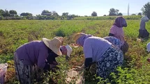 Aydın'da Domates Hasadı Devam Ediyor