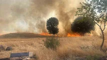 Trafo yangını ağaçlık alanı yok etti