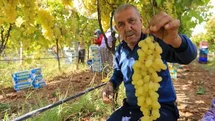 Manisa'da Üzüm Fiyatları Beklentisi