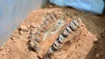 Denizli'de Fosil Araştırmaları