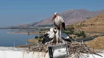 Elazığ'da Leyleklerin Göç Hazırlığı