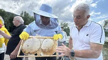 Yenice Ihlamur Balında Hasat Dönemi Başladı