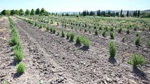 Tıbbi ve aromatik meyveler orman köylüsüne gelir kapısı oluyor
