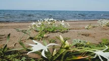 Samsun'da Çevre İhlali Cezası