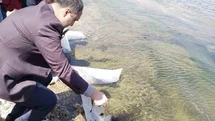 Aslanapa Kureyşler Göleti’ne 140 bin sazan yavrusu bırakıldı