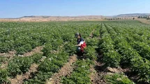 Kütahya’da patates tarlalarında bitki pasaportu denetimleri başladı