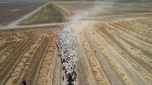 Konya'da Koyunların Tozlu Yolculuğu