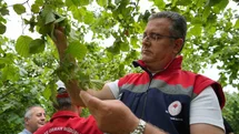 Samsun'da Fındık Rekolte Tahminleri Tamamlandı
