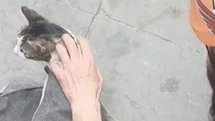 Eskişehir'de Sıkışan Kedi Kurtarıldı