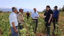 Karacasu Kaymakamı Tütün Hasadını İnceledi