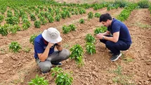 Başmakçı'da Sebze Alanları Kontrol Edildi