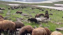 Ağrı'nın Yaylalarında Yaz ve Kış Bir Arada