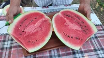 Dodurga Karpuzu Sezonu Başladı